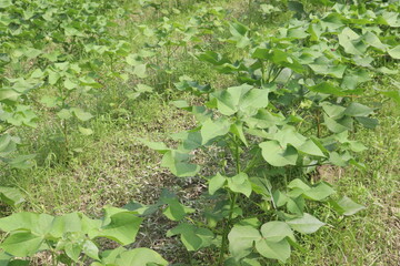 Gossypium hirsutum cotton plant on farm