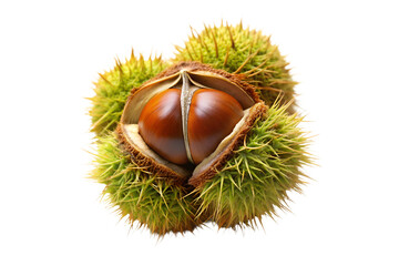Tongan chestnut fruit isolated on transparent background. png
