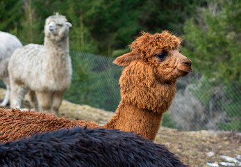alpaca in the eco park © Taana