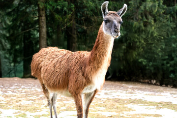 Obraz premium Llama in the ecopark