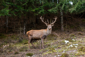 deer in the forest