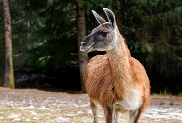 Llama in the ecopark © Taana