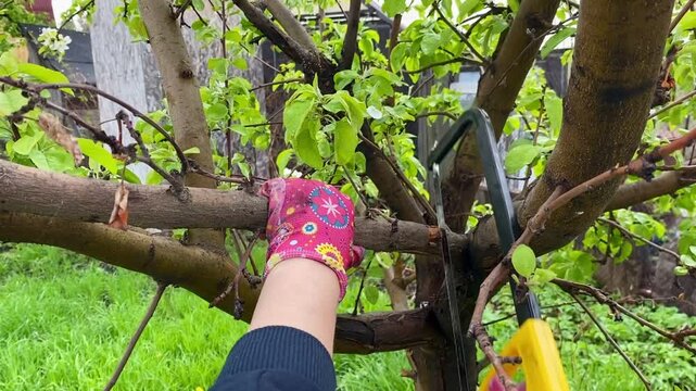 Spring pruning of fruit trees in an apple orchard. Spring gardening. A woman saws off an old branch on a tree