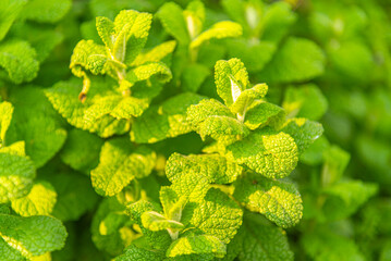 Mentha spicata leaves and plant