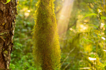 Mosses in a tropical forest in Brazil