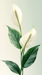 Obraz premium green spathiphyllum leaves with tropical texture abstract design