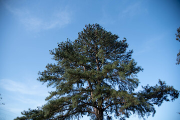 Pinus elliottii tree on blue background