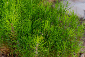 Pinus elliottii TREE seedlings