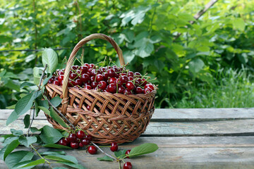 Wicker basket with big sweet cherries on wooden table, blurred green trees background. 