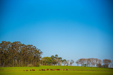 Fototapeta premium Rural landscape in the pampas of Rio Grande do Sul