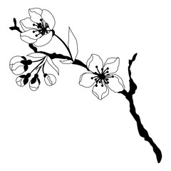 Illustration of branch with flower. Apple, sakura or cherry blossom.