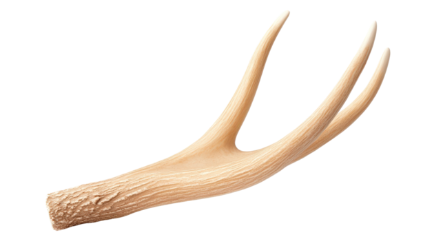 Antler with three prongs, natural texture and color