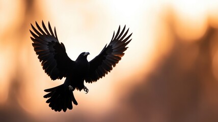 Obraz premium Black bird in flight against warm, blurred sunset background
