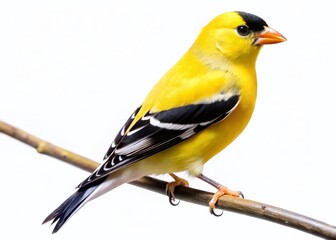Obraz premium American Goldfinch Bird Isolated on White Background - Wildlife Photography