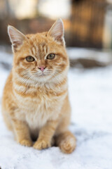 cat on the snow