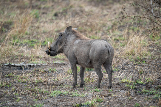 pumba