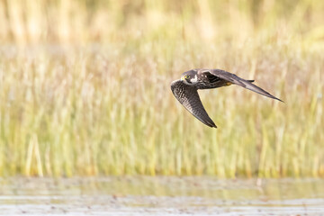 Eurasian Hobby