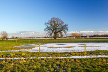 German countryside landscape with tree in winter, Lower Rhine Region, Germany