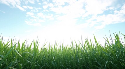Lush Green Grass Field Under Bright Blue Sky with Beautiful Fluffy Clouds