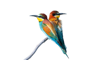 Colorful birds on branch, isolated on transparent background. European Bee-eater, Merops apiaster, png. 