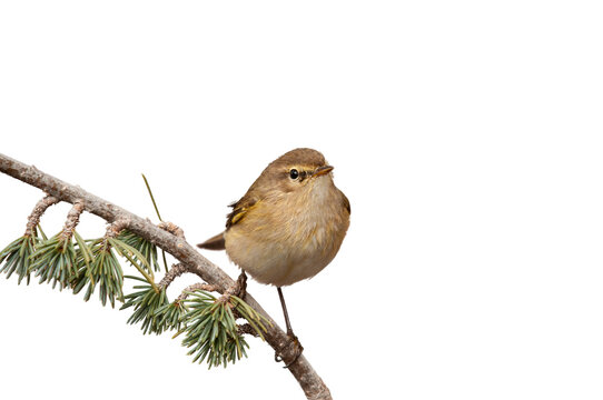 Small, cute bird on isolated branch on transparent background. Common Chiffchaff, Phylloscopus collybita, png.  - Powered by Adobe