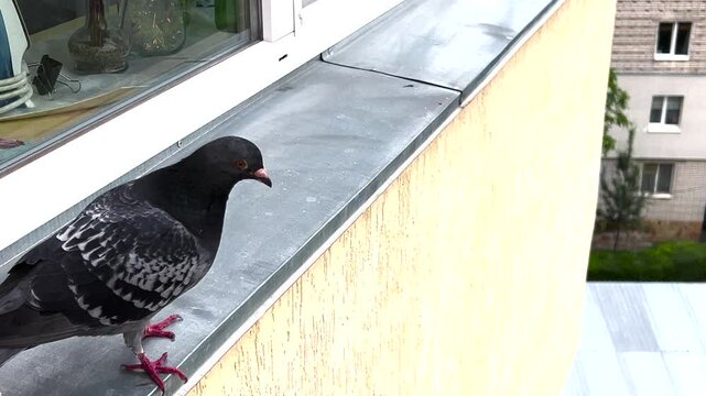 A dove bird walks on a metal windowsill against the background of a glass window.