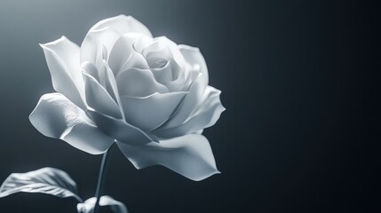 Single white rose in dramatic, moody lighting; elegant, solitary bloom.