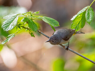 Virginia's Warbler