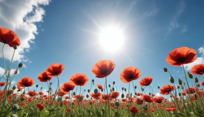 Fototapeta premium Sun-drenched poppies swaying gently, blue sky , plant, blossom