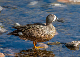 Blue-winged Teal Drake on the Arkansas River