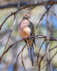 Mourning Dove