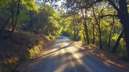Obraz premium a winding road through a sunlit forest