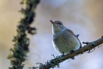 Red-breasted Flycatcher