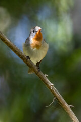 Red-breasted Flycatcher