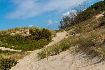 A scenic sandy trail running through lush greenery growing on coastal sand dunes under a clear blue sky.