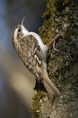 Eurasian Treecreeper