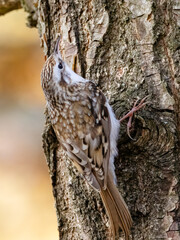 Eurasian Treecreeper