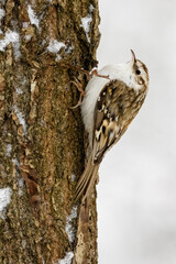 Eurasian Treecreeper