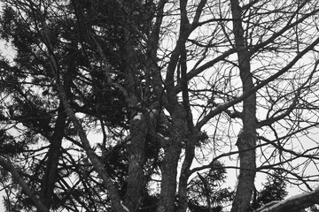 Parc Appalaches 24 Décembre Au 2 Janvier 2025 N&B