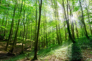 Obraz premium 太陽の光が差し込む森の中