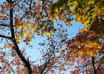 Beautiful red, yellow and green leaves of maple tree in autumn forest bottom view. Colorful foliage against the blue sky background.