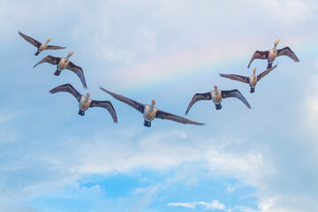 Flock of Cormorants in flight with a cloudy blue sky and a rainbow