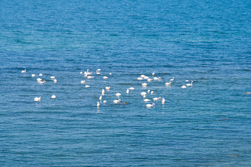White swans swimming on the sea. Background with ocean view and waterfowl.