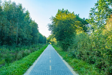 Asphalt bike path in the countryside between the trees. Place for cycling in the forest. Equipped place for sports.