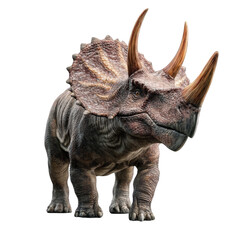 Obraz premium triceratops with three horns and frill stands isolated on transparency background