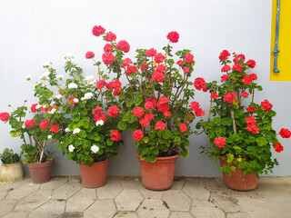 Vibrant display of red and white geraniums in colorful pots against a light-colored wall