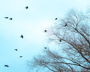 birds in the sky
