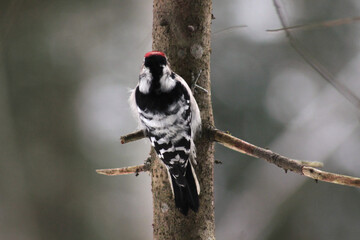 Lesser spotted woodpecker (Dryobates minor) on spruce tree searching food in bark, blur background, winter season close up, Europe, Latvia.