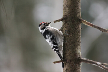 Lesser spotted woodpecker (Dryobates minor) on spruce tree searching food in bark, blur background, winter season close up, Europe, Latvia.