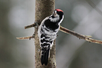 Lesser spotted woodpecker (Dryobates minor) on spruce tree searching food in bark, blur background, winter season close up, Europe, Latvia.